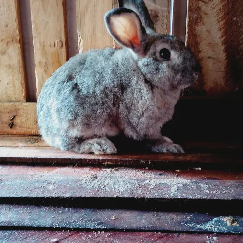Coelho macho 