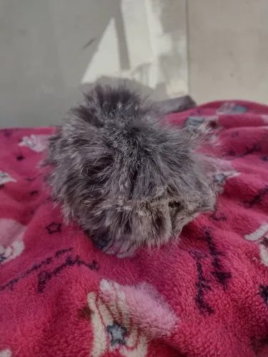 Filhotes de porquinho da índia peruano fêmeas