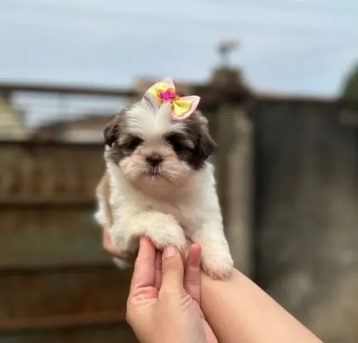 Lhasa Apso,Lhasa Apso Filhote Linda Linhagem Disponível