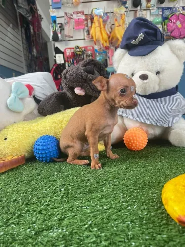 Linda BB de pinscher 00 disponível 