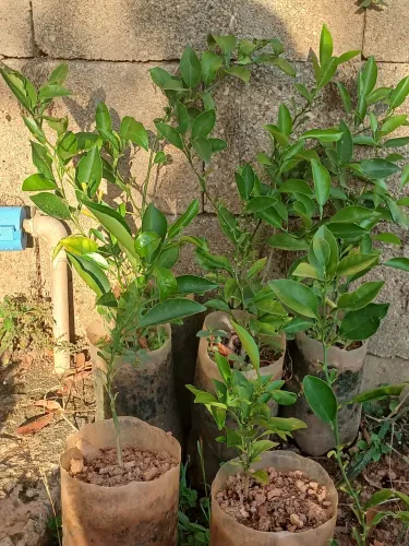 Plantas