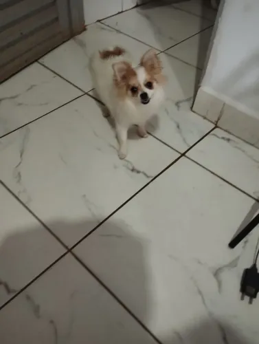 Spitz alemão Fêmea