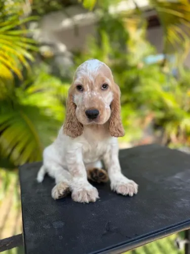 FÊMEA DE COCKER SPANIEL INGLÊS DISPONÍVEL