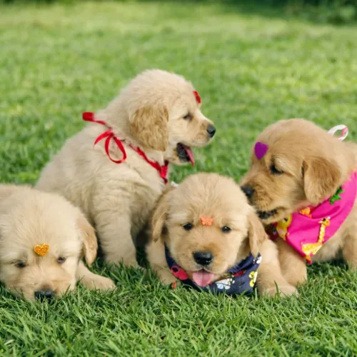 Golden Retriever Pra Reserva