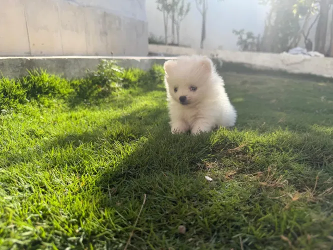 Folhote de Lulu