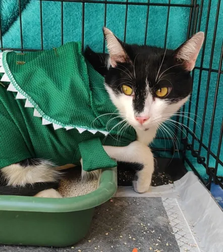 Gato para adoção, super dócil, five/felv negativo.