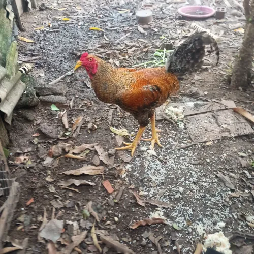 Casal de galinhas Indio gigante