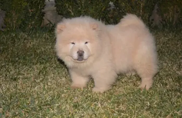 Chow-chow creme/laranja/preto, temos 7 clinicas para qualquer tipo de atendimento gratuito