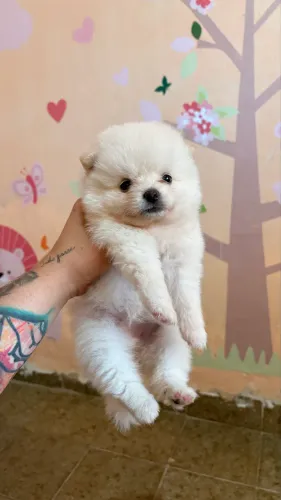 Fêmea Spitz alemão anão / Lulu com pedigree