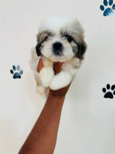 Shih-tzu original com pedigree canil registrado (venda)