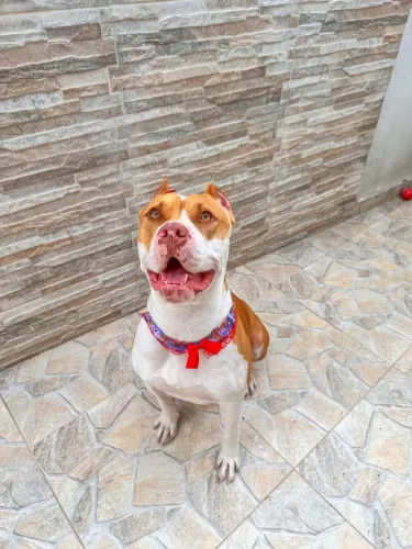 Filhotes de Pitbull XXL
