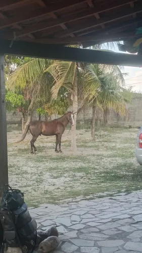 Cavalo