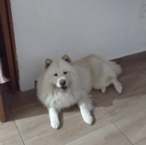 Chow-chow Doando fêmea castrada 
