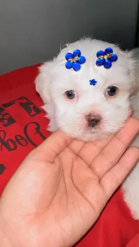 Filhote de shih tzu fêmea !