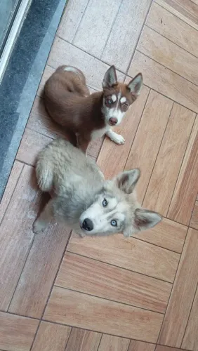 Casal de husky