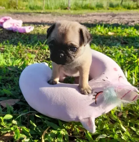 Pug,Pug Filhote Saudável Excelente Companhia