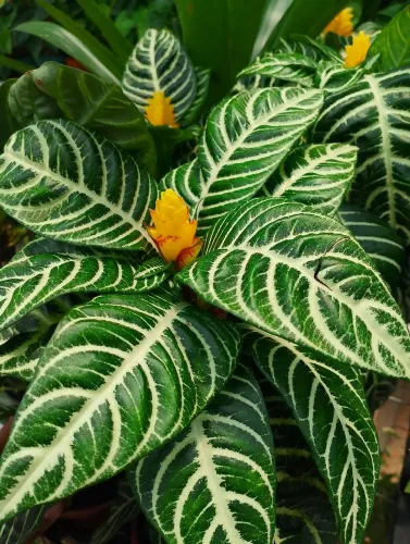 Plantas