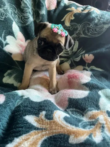 Pug feminha 