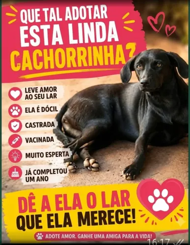 animais