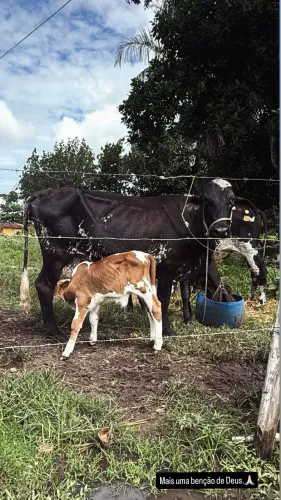 02 Vacas leiteira - Venda