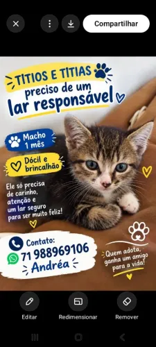 Gatinhos para adoção