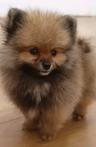 Lulu da Pomerânia anão