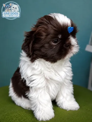 Filhote Shihtzu Branco e Chocolate 