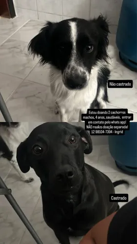 Doação de cachorro