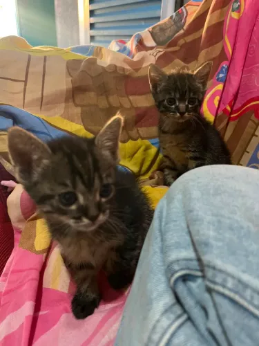 Gatinhas filhotes