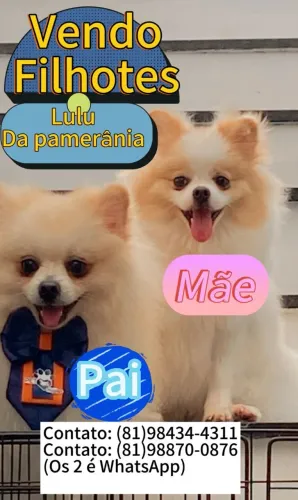 Vendo filhotes de Lulu da pumerania 2.500$ em até 3 vezes no cartão e 2.300 a vista!