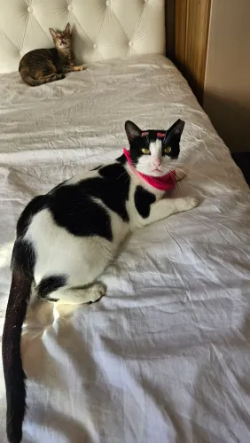 Gatinhos para adoção 