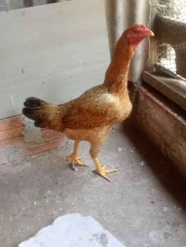 Uma galinha e um casal de frango
