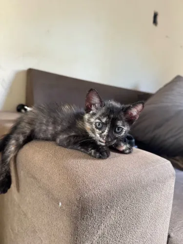 Gatinho doação