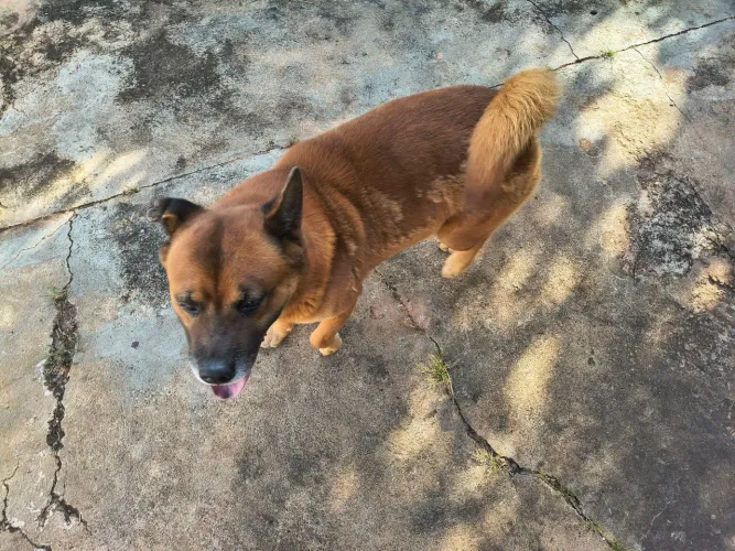 Doação cachorro