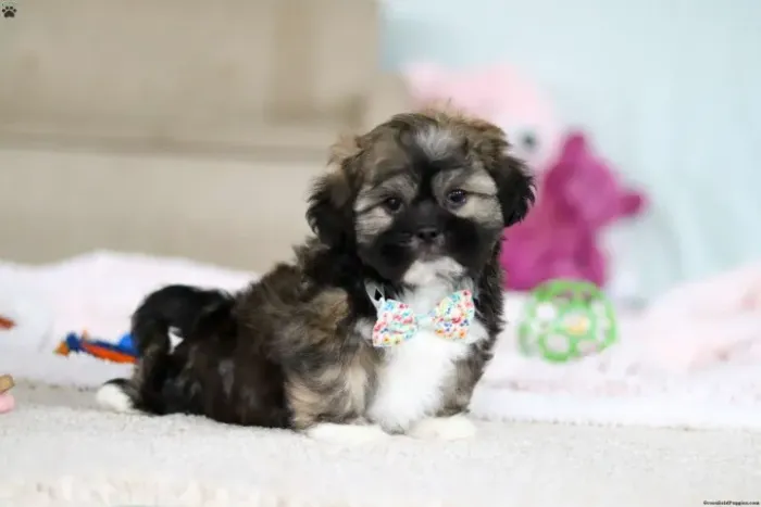 Lhasa Apso tranquilo - ótimo para casa