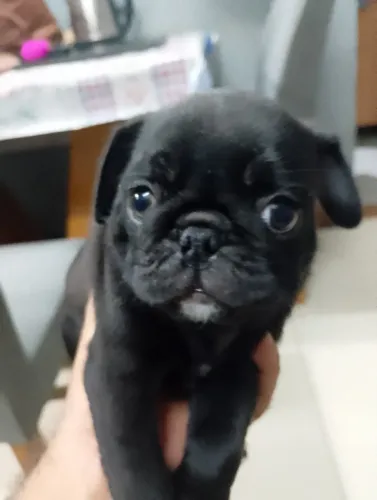 CACHORRO PUG PRETO PURO