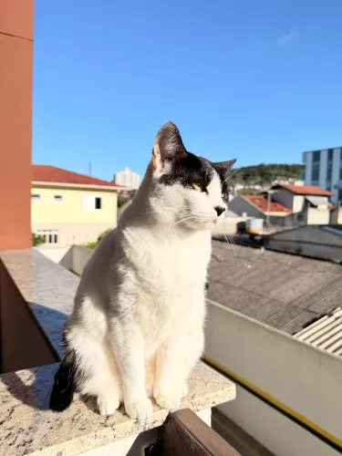 Gata Adulta Castrada