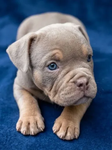 American bully a partir de 1999