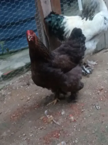 V/ este lindo casal de Brahma original a galinha está botando só 500 reais o casal 