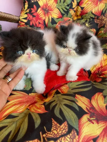 Lindos filhotes de persa todos machos