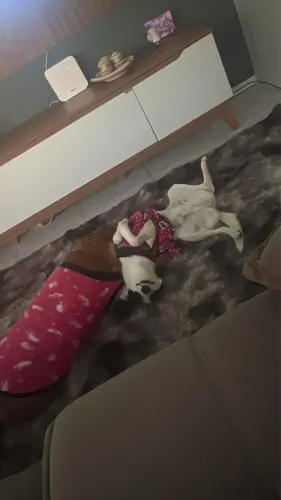 doação cadela 6 meses