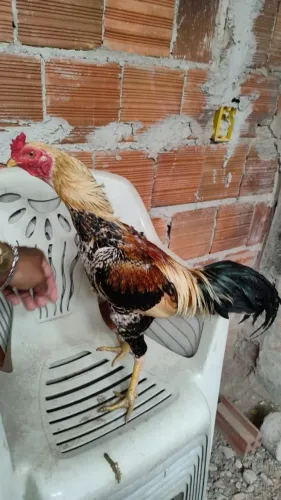 Galo