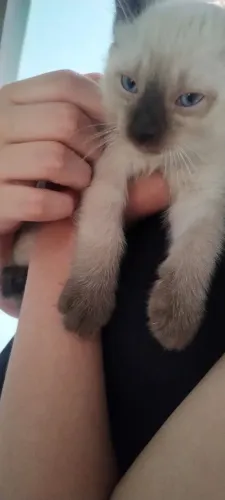 Doação de gatinhos siamês com angorá. Um macho e duas fêmeas.