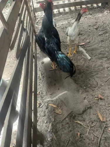 Galo