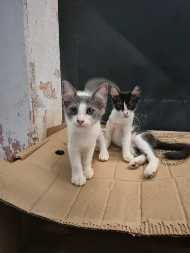 Adoção de duas bebês