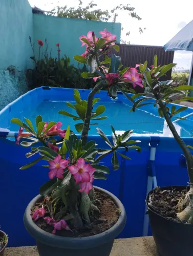 Vende-se este sitio 