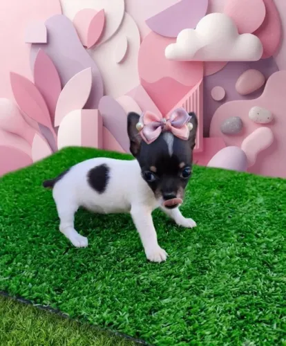 Pinscher Padrão Mini