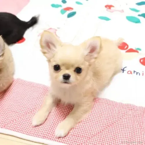 Filhotes fofinho e sociável Chihuahua