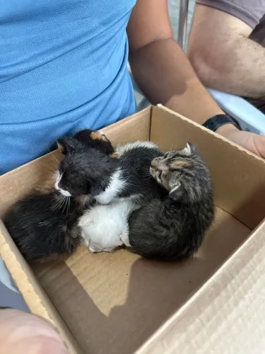 Gatinhos recém nascidos