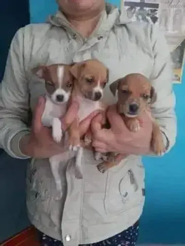 pinscher x chihuahua Respondo pelo 9. *